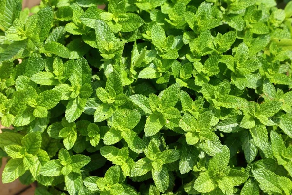 Closeup of fresh mints leaves texture . Aromatic green mint.