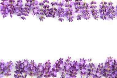 beyaz zemin üzerine mor lavanta çiçekli çerçeve.