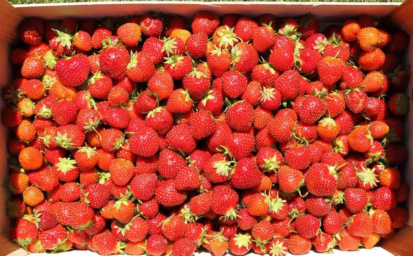 Background Fresh Juicy Strawberries Top View — Stock Photo, Image