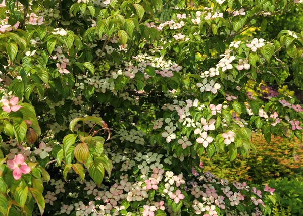 Rosa Arbusto Floração Dogwood Dia Primavera Ensolarado Árvore Cornélia — Fotografia de Stock