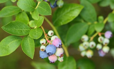 Highbush yaban mersini (Vaccinium corymbosum) - lezzetli meyve ile yaprak döken çalı.