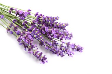 Bouquet of lavender  on a white  background. clipart