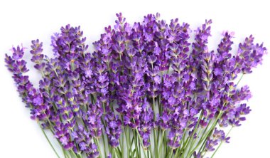 buket beyaz zemin üzerinde lavanta.