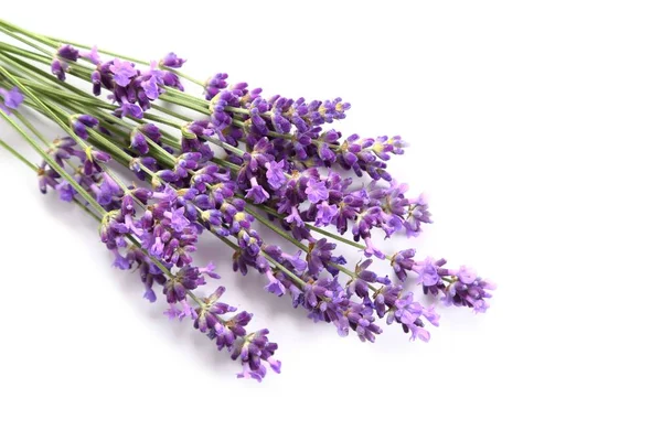 Bouquet Lavanda Fondo Bianco — Foto Stock