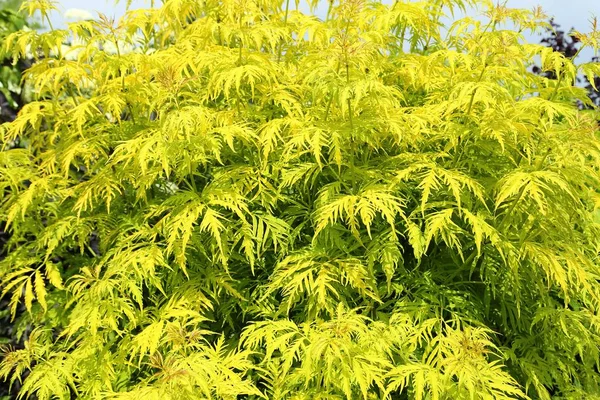 Sambucus racemosa cultivar Plumosa aurea. Shrub with yellow leaves.