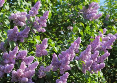 Mor eflatun çiçekler baharda çiçek açan.