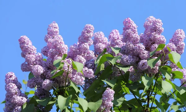 Purple Lilac Flowers Blooming Spring Sunny Light — Stock Photo, Image