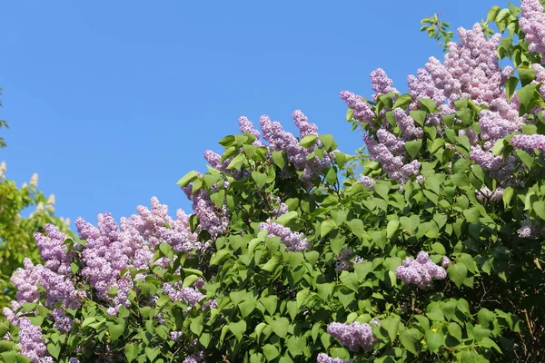 Paars Lila Bloemen Bloeien Het Voorjaar Zonnige Licht — Stockfoto