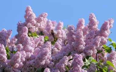 Mor eflatun çiçekler baharda çiçek açan. Güneşli ışık.
