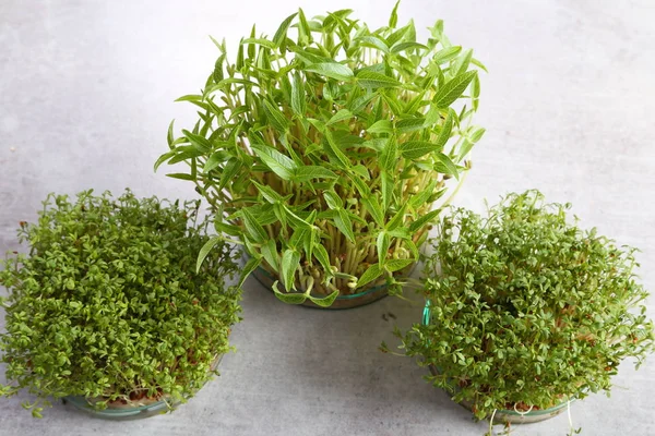 Growing Sprouts Edible Plants Glass Microgreens Top View — Stock Photo, Image