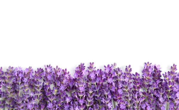 Moldura Com Flores Lavanda Roxa Fundo Branco — Fotografia de Stock