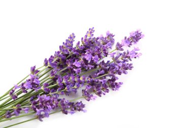 buket beyaz zemin üzerinde lavanta.