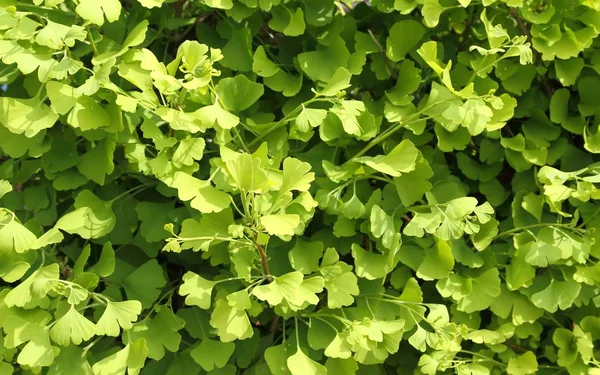 Ginkgo Biloba Folhas Verdes Uma Árvore Fundo Natural Verde — Fotografia de Stock