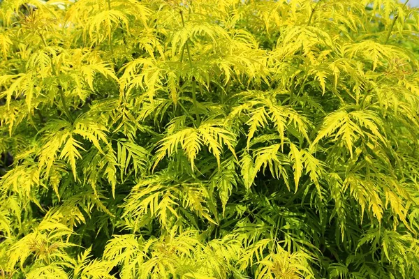 Sambucus Racemosa Cultivar Plumosa Aurea Arbusto Com Folhas Amarelas — Fotografia de Stock