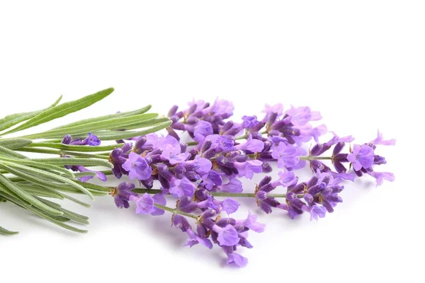 Bouquet Lavender White Background — Stock Photo, Image