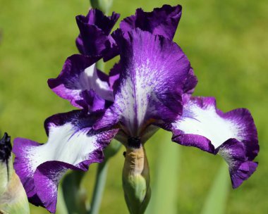 Iris çiçeği.
