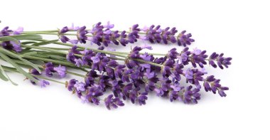Bir demet lavanta..