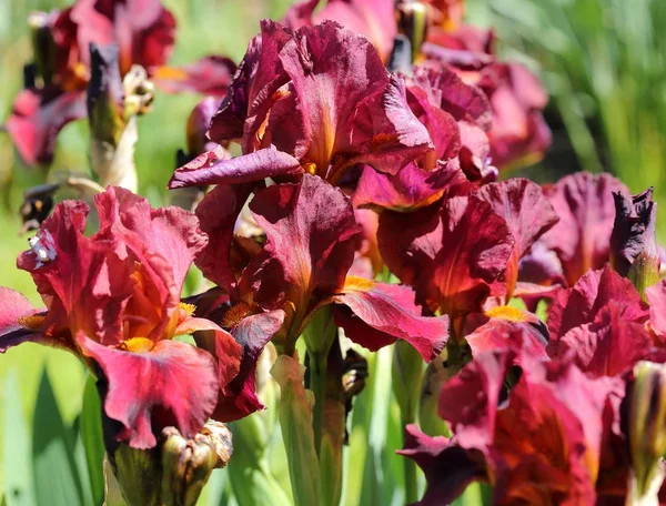 Iris flowers. — Stock Photo, Image