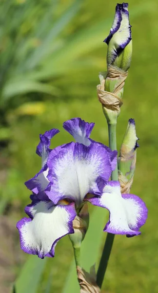 Flor da íris . — Fotografia de Stock