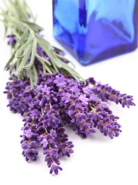 Boeket lavendel. — Stockfoto