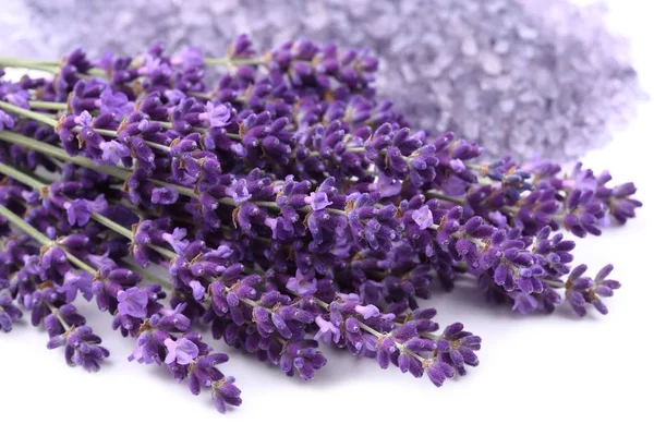 Bouquet di lavanda. — Foto Stock