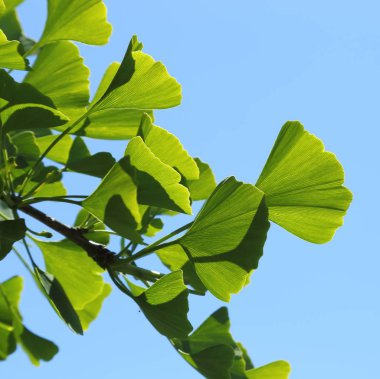 Ginkgo biloba.