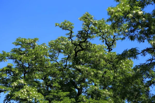 Robinia pseudoacacia. — Stok fotoğraf