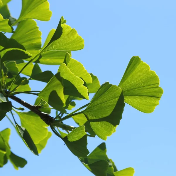 Ginkgo biloba. — Stock fotografie