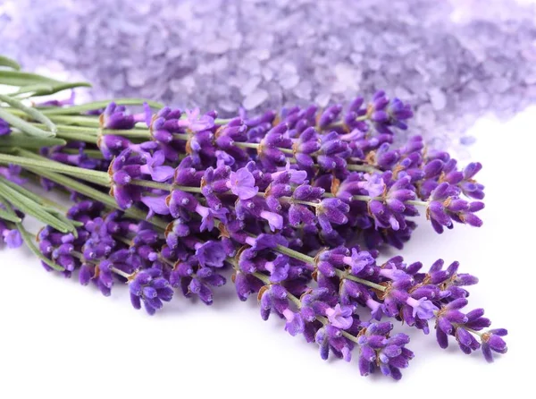 Buquê de lavanda . — Fotografia de Stock