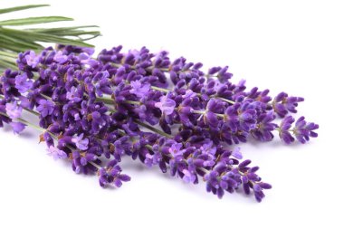 Bir demet lavanta..