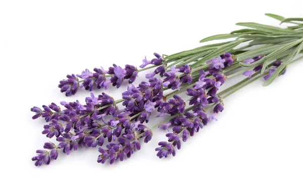 Bouquet von Lavendel. — Stockfoto