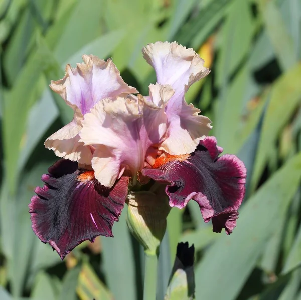 Iris flower. — Stock Photo, Image