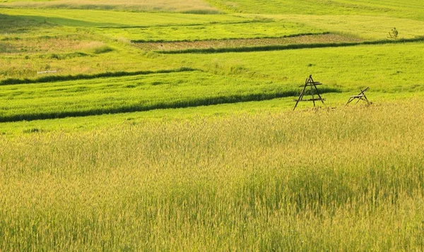 Campo verde . — Fotografia de Stock