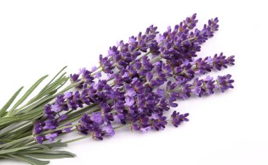 Bouquet of lavender. clipart