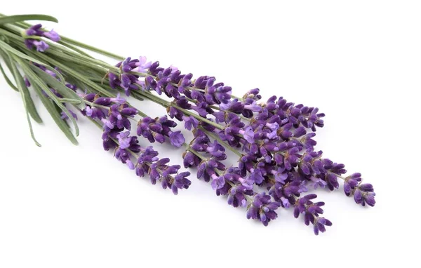 Bouquet di lavanda. — Foto Stock