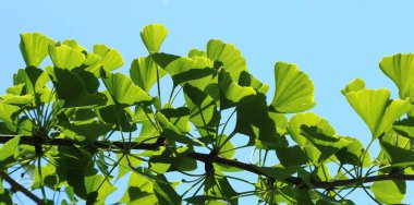 Ginkgo biloba.