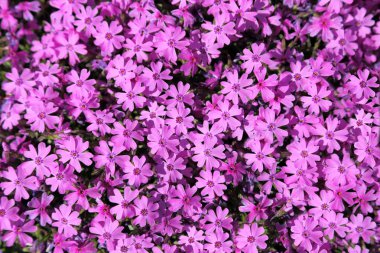 Phlox subulata.