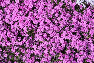 Phlox subulata.