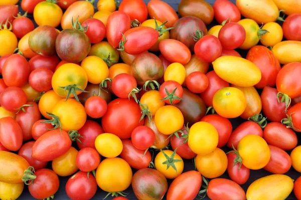 Tomates. Photo De Stock