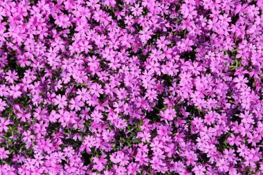 Phlox subulata.