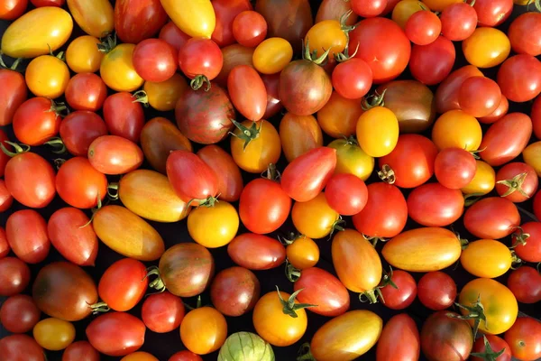 Tomates. — Fotografia de Stock