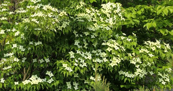 Dogwood shrub. — Stock Photo, Image