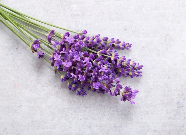 Lavendel. — Stockfoto