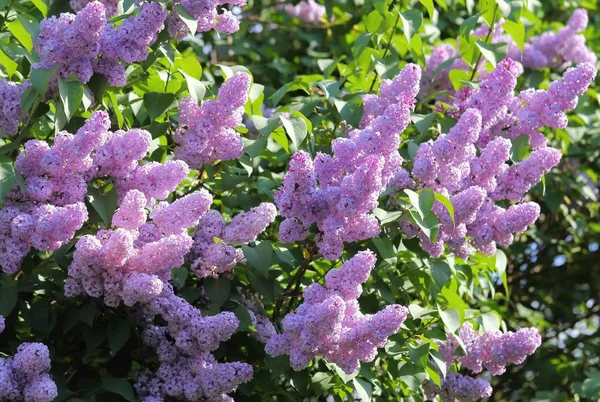 Lilas en fleurs . — Photo