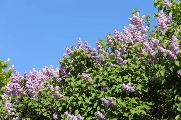 Blooming lilacs. — Stock Photo, Image