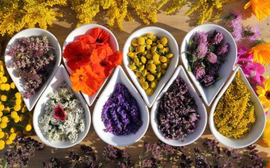 bitkiler ve çiçekler.