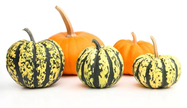 Calabazas. — Foto de Stock