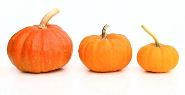 Pumpkins. — Stock Photo, Image