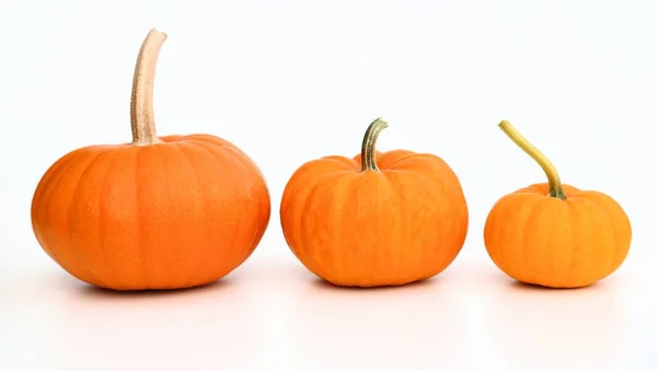 Pumpkins. — Stock Photo, Image