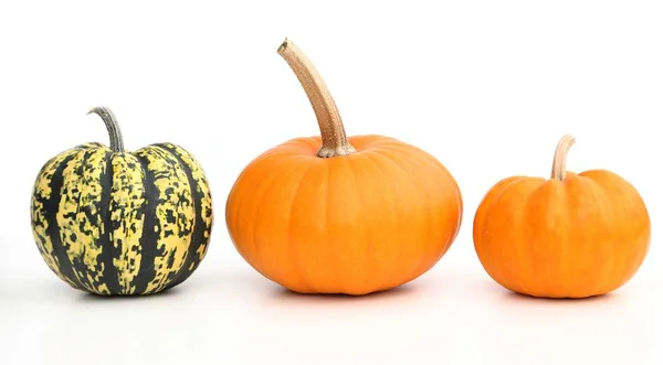 Calabazas. — Foto de Stock